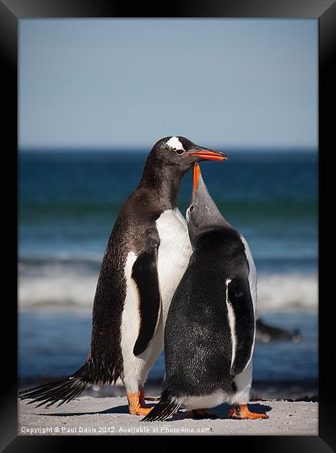 Things are looking up! Framed Print by Paul Davis