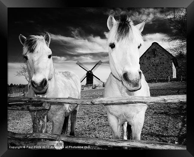 Horses at Hjede Hede Framed Print by Paul Davis