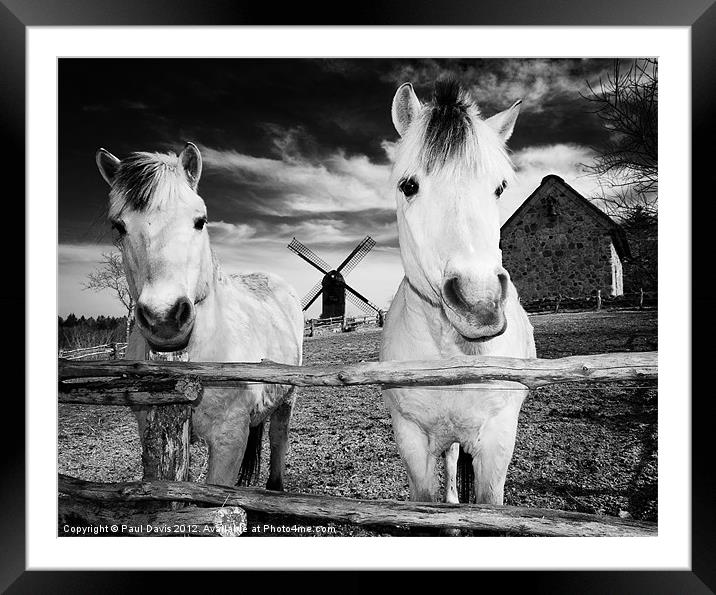 Horses at Hjede Hede Framed Mounted Print by Paul Davis