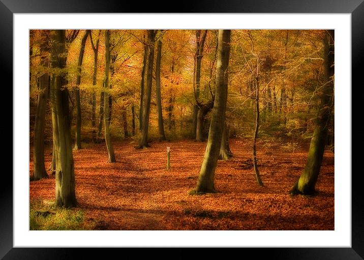 Autumn Woods colour Framed Mounted Print by Paul Davis