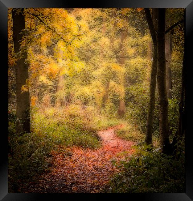 Woodlands path Framed Print by Paul Davis