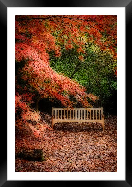 The Park Bench Framed Mounted Print by Paul Davis
