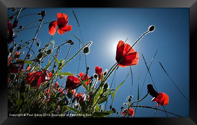 The Poppies Framed Print by Paul Davis