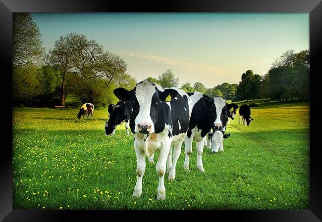 Cow lomo no.5 Framed Print by Paul Davis