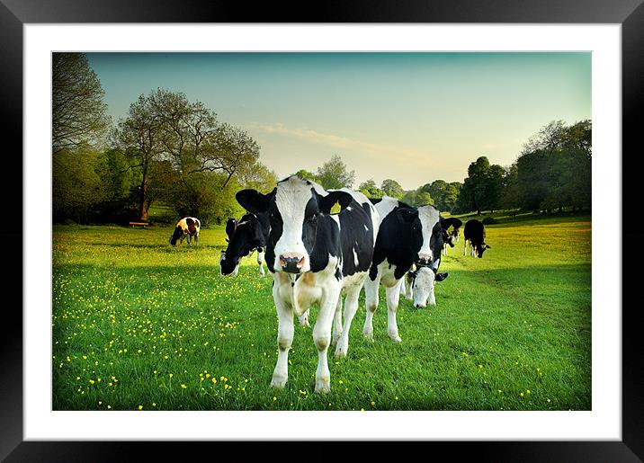 Cow lomo no.5 Framed Mounted Print by Paul Davis