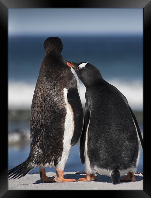 A touching moment Framed Print by Paul Davis