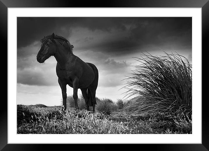 Equus Framed Mounted Print by Paul Davis