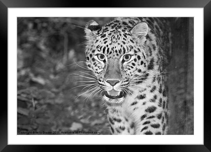 Prowling Leopard Framed Mounted Print by kelly Draper