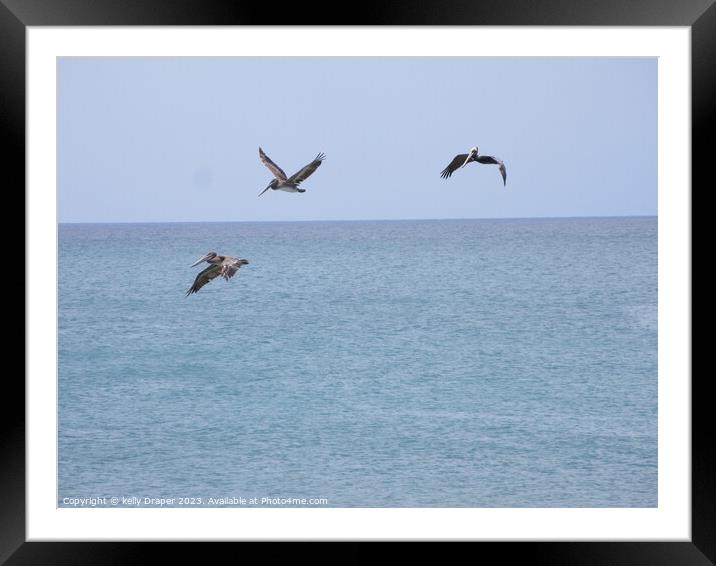 Pelicans Framed Mounted Print by kelly Draper