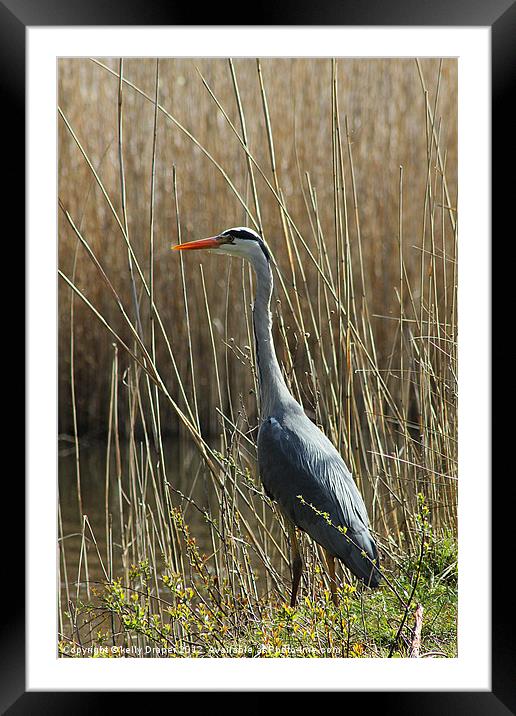 Just Waiting!! Framed Mounted Print by kelly Draper