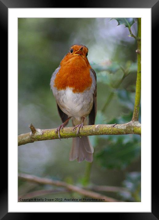 Singing Robin Framed Mounted Print by kelly Draper