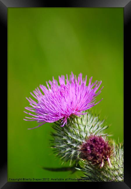 The Thistle Framed Print by kelly Draper