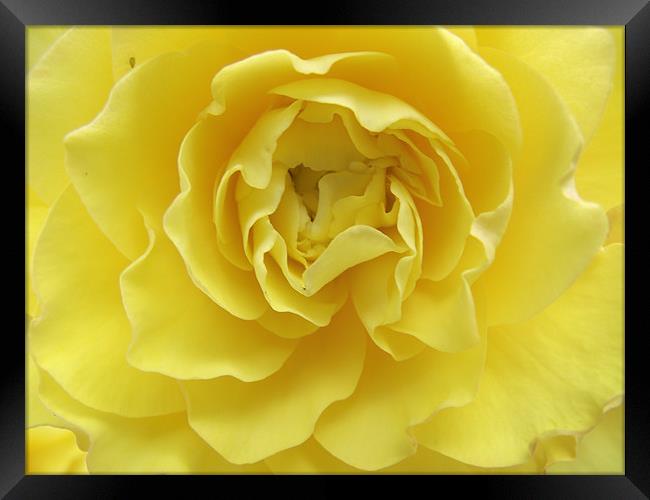 Yellow Rose Framed Print by kelly Draper