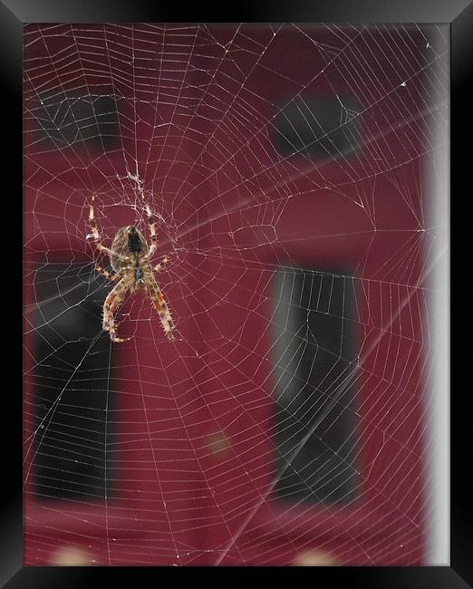 Spider Framed Print by kelly Draper
