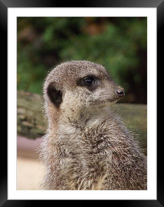 Meercats Framed Mounted Print by kelly Draper