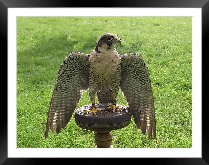 peregrine Framed Mounted Print by kelly Draper