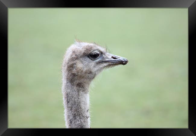 Emu Framed Print by kelly Draper