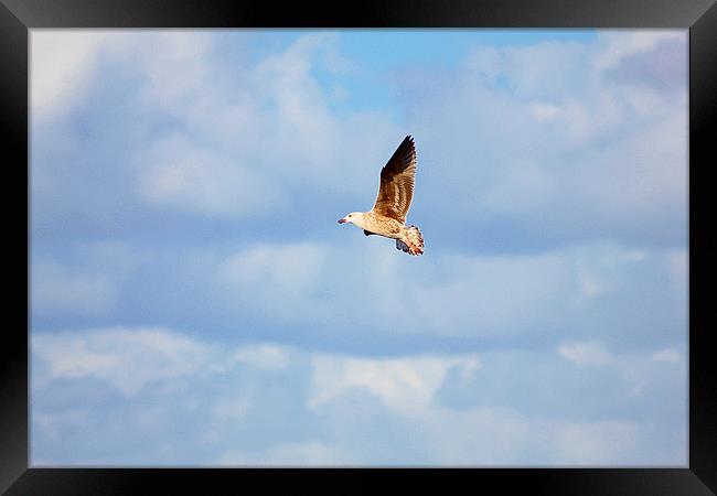 Bird In Flight Framed Print by kelly Draper