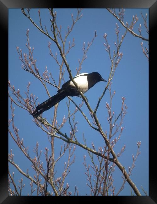 Magpie In A Tree Framed Print by kelly Draper