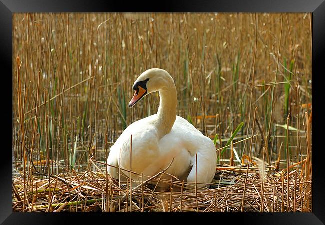 Keeping them safe Framed Print by kelly Draper