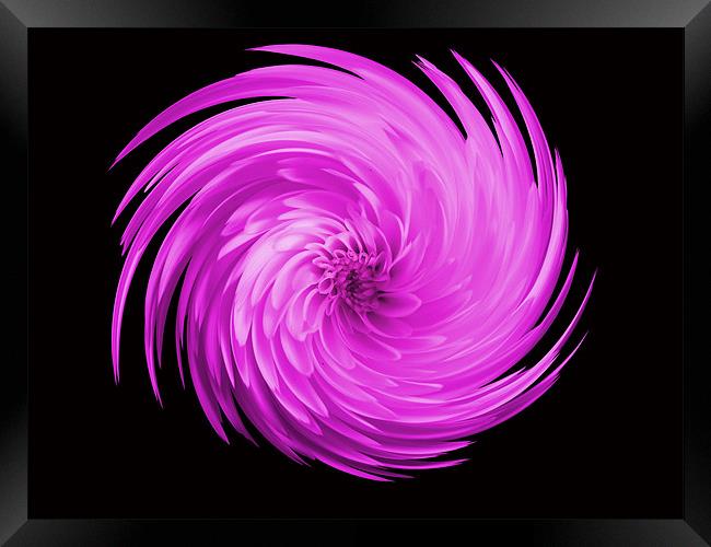 Pink Flower Swirl Framed Print by kelly Draper