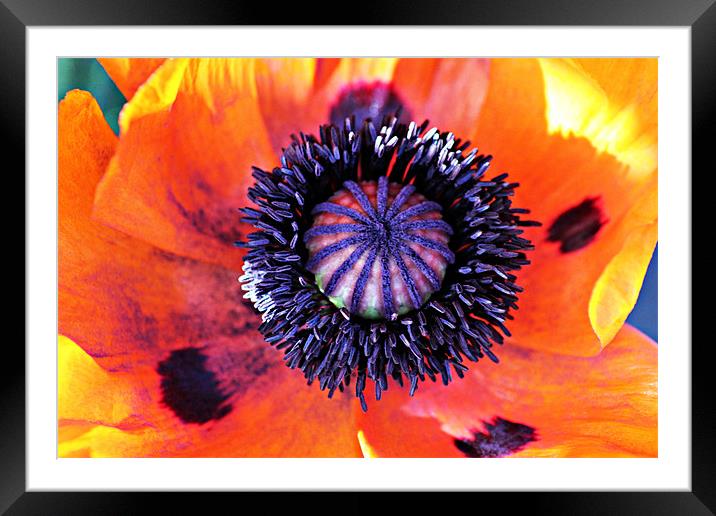 Centre Of The Poppy Framed Mounted Print by kelly Draper