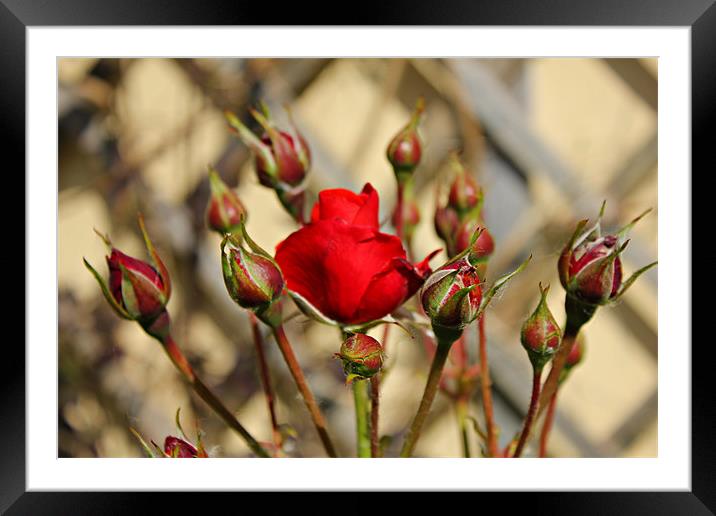 Budding Roses Framed Mounted Print by kelly Draper