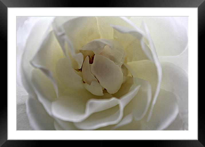 White Rose Framed Mounted Print by kelly Draper