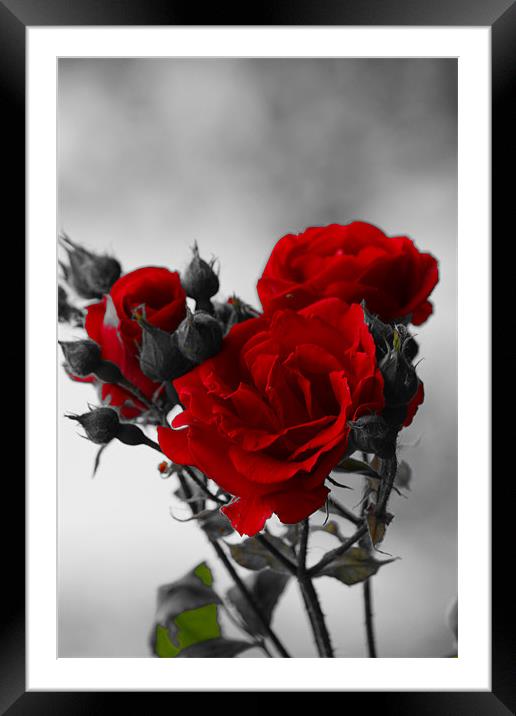 Red Roses Framed Mounted Print by kelly Draper