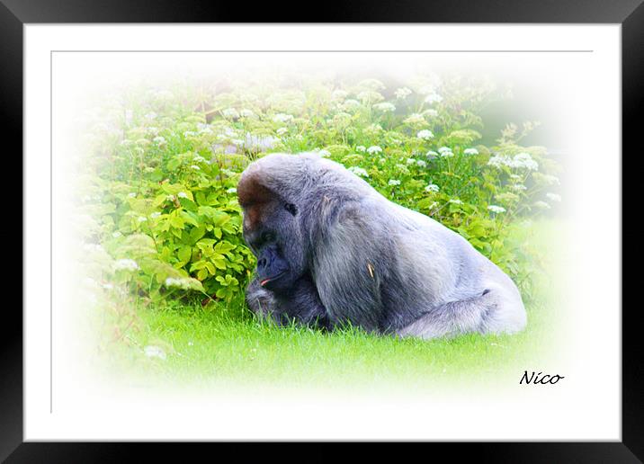 Nico The Silverback Framed Mounted Print by kelly Draper