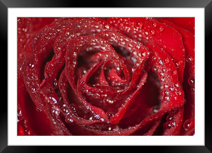 Valentine Passion Rose Framed Mounted Print by Julie Speirs