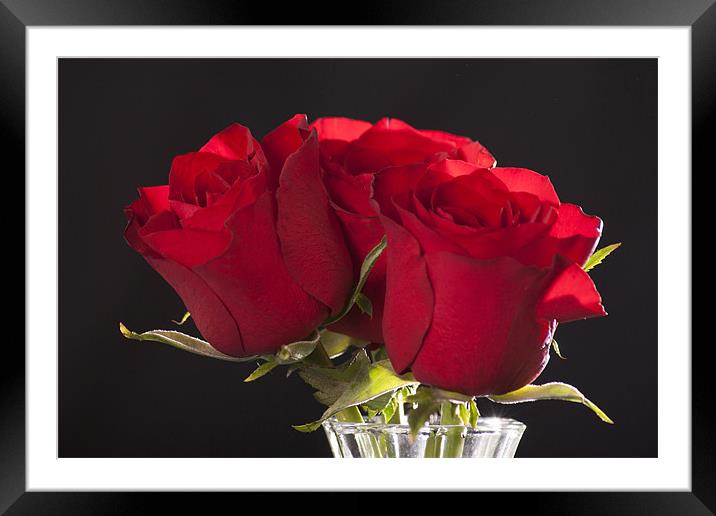 Roses Are red Framed Mounted Print by Julie Speirs