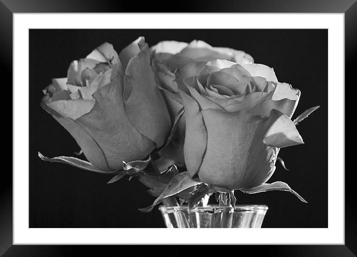 Black & White Rose Framed Mounted Print by Julie Speirs