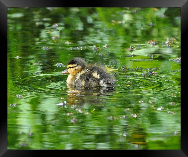 Duckling on Green Pond Framed Print by Phil English