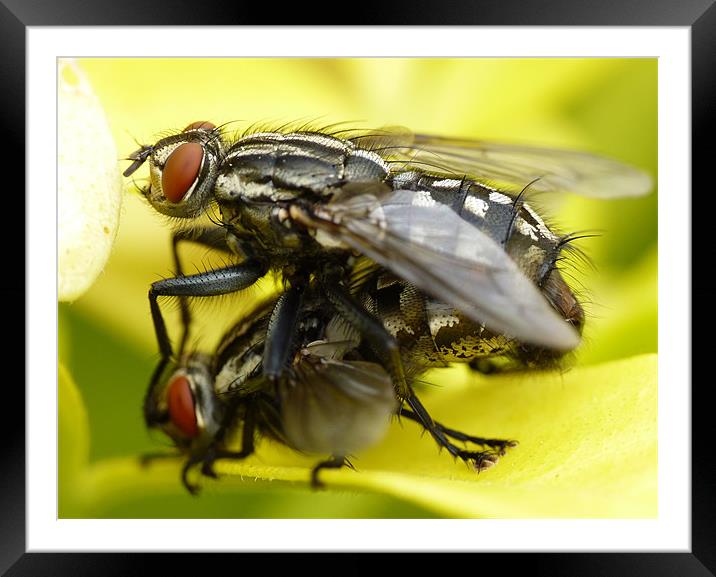 Flesh Flies Framed Mounted Print by Phil English