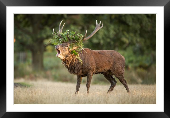The mighty rut  Framed Mounted Print by Michelle Ley