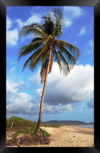 Corrected Palm Tree  Framed Print by james balzano, jr.