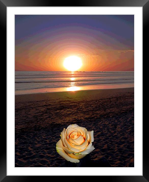 Rose on Beach Framed Mounted Print by james balzano, jr.