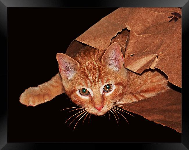 Cat in a Bag Framed Print by james balzano, jr.