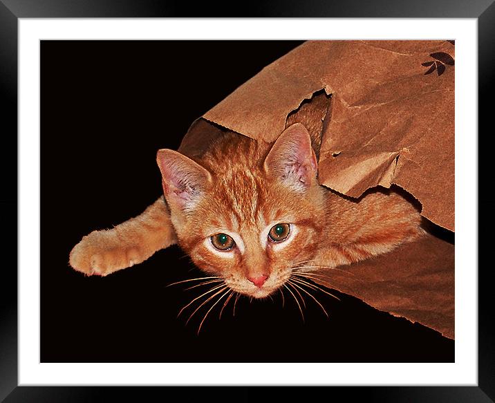 Cat in a Bag Framed Mounted Print by james balzano, jr.
