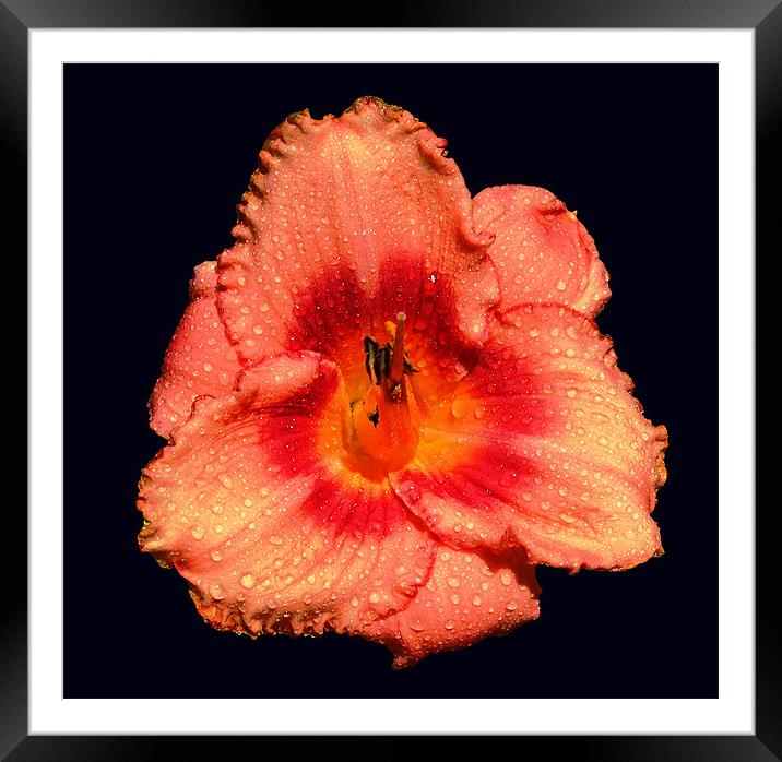 Lily Framed Mounted Print by james balzano, jr.