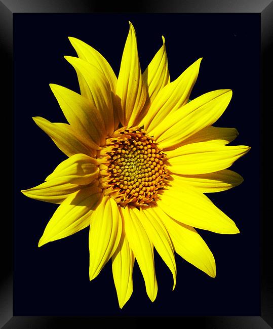 Glorious Sunflower Framed Print by james balzano, jr.