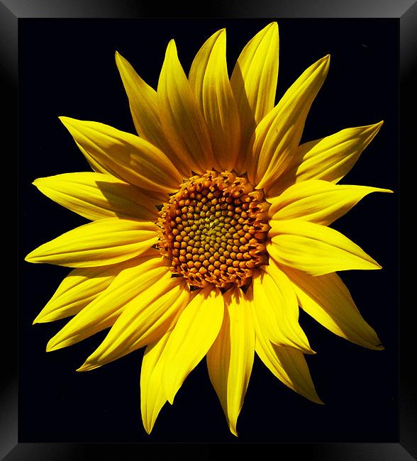 Glorious Sunflower 2 Framed Print by james balzano, jr.