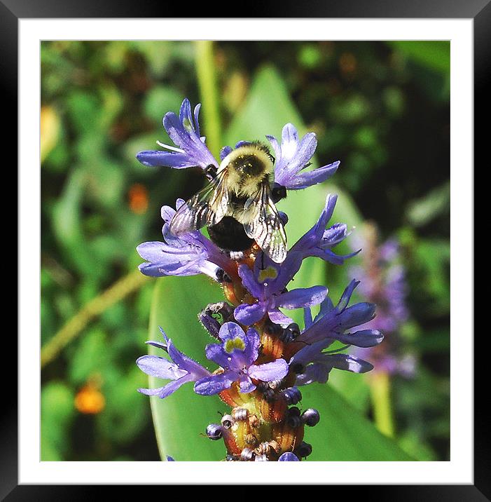 Close-up Honey Bee at Work Framed Mounted Print by james balzano, jr.
