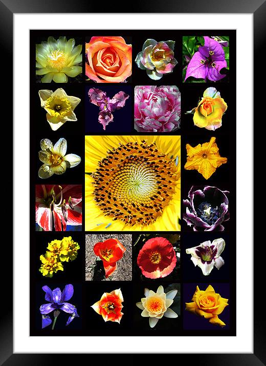 Revised Floral Composite Framed Mounted Print by james balzano, jr.