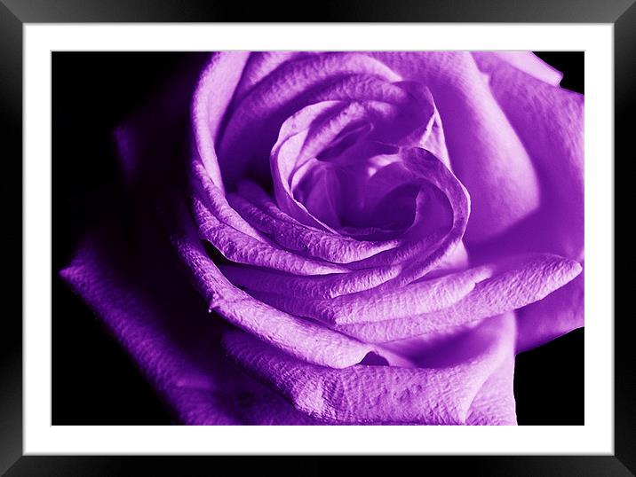The Purple Rose of Love Framed Mounted Print by james balzano, jr.