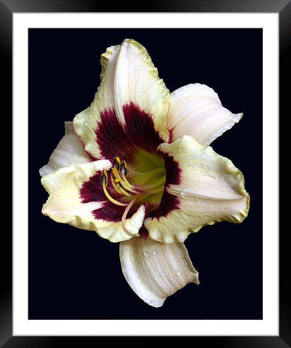 Another Beautiful Lily Framed Mounted Print by james balzano, jr.