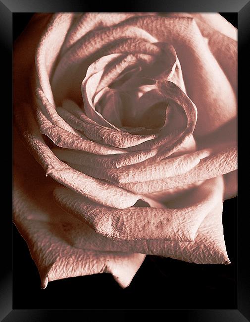 Duotone Rose Framed Print by james balzano, jr.
