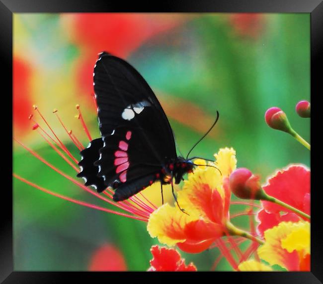 Butterfly in Costa Rica Framed Print by james balzano, jr.