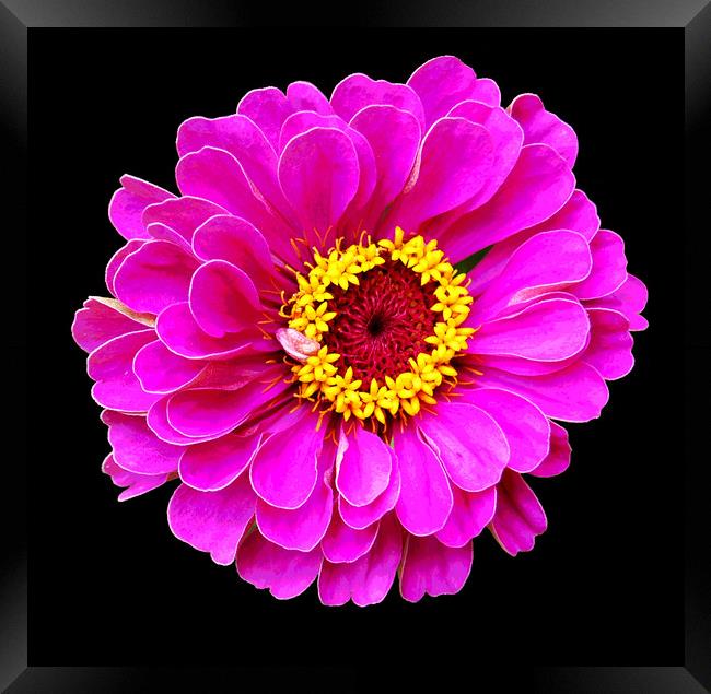 Beautiful Purplish Flower Close Up Framed Print by james balzano, jr.